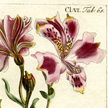 Beautiful antique botanical prints