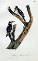 Maria's Woodpecker