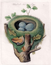 Blackbird Nest & Eggs