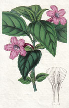 Lilac-flowered Ruellia