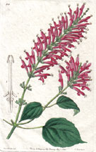 Tube-flowered Salvia