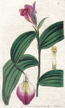 Sessile-flowered Sobralia