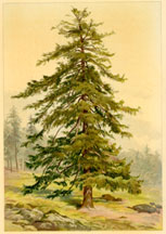 Larch Pine