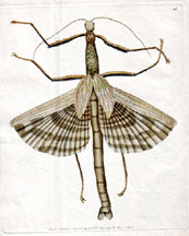 Plate 43 Great Mantis