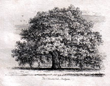 The Chandos Oak, Southgate