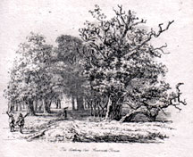 The Creeping Oak, Lavernake Forest