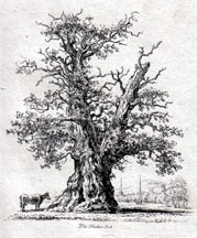 The Shelton Oak