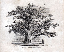 The Philip Sydney's Oak, Penshurst