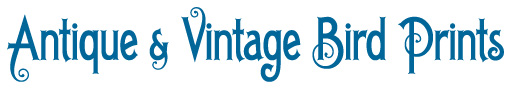 Antique and Vintage original bird prints