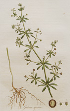 (Cleavers or Goose Grass)