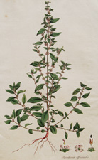 PELLITORY OF THE WALL