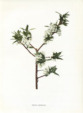 Prunus americanus