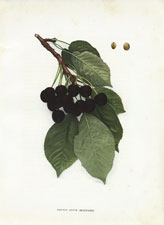 Prunus avium (Mazzard)