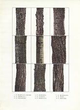 various tree bark