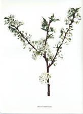 Prunus hortulana