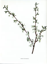 Prunus munsoniana