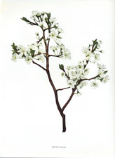 Prunus nigra
