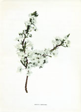 Prunus triflora