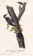 Arctic three-toed Woodpecker