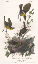 Yellow-breasted Chat plate 244