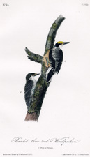 Banded three-toed Woodpecker