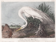 Great American White Egret