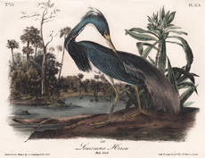 Louisiana Heron