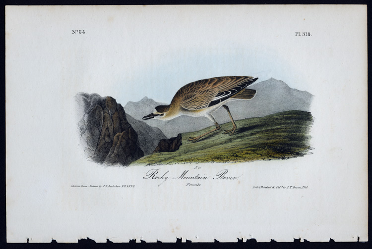 Rocky Mountain Plover