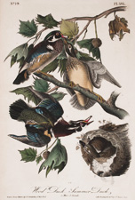 Wood Duck or Summer Duck, plate 391