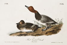 Red headed Duck