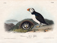 Large-billed Puffin