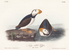 Large-billed Puffin