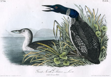 Great North Diver Loon