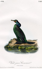 Violet-green Cormorant