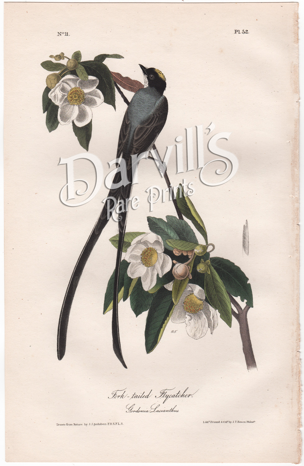 Fork-tailed Flycatcher plate 52 Audubon first edition octavo