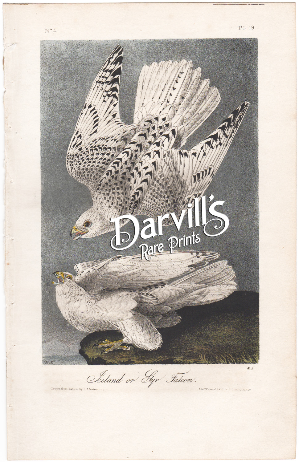 Audubon Iceland or Gyr Falcon plate 19 first edition