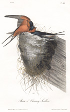 Barn Chimney Swallow plate 48