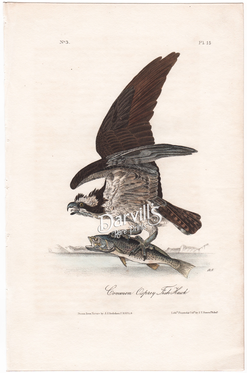Audubon Fish Hawk or Osprey plate 15 first edition