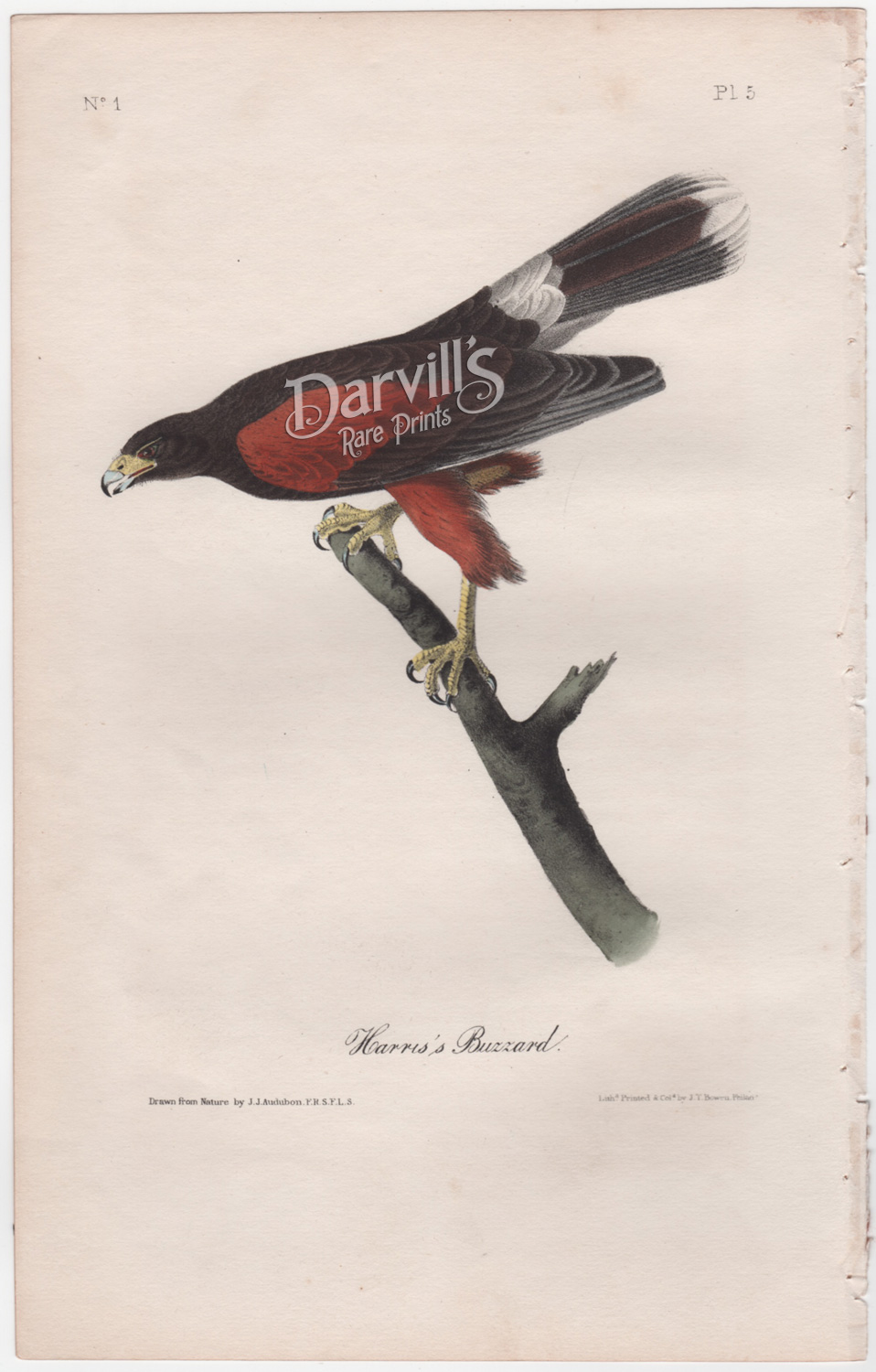 Harris's Buzzard (Hawk) first edition octavo