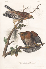 Red-shouldered Buzzard (Hawk)