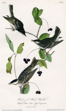 Black-poll Wood Warbler