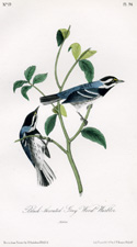 Black-throated Grey Wood Warbler