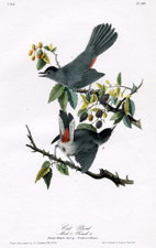 Cat Bird