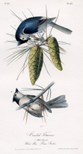 Crested Titmouse