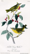 Nashville Swamp Warbler