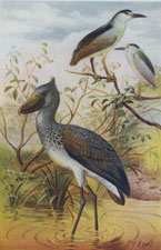 NIGHT-HERONS AND WHALE-HEADED STORK