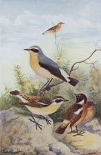 WHEATEAR, STONECHAT, AND WHINCHAT