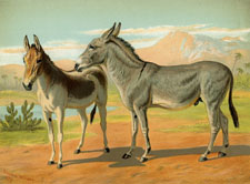Abyssinian Wild Ass and Female Indian Onager