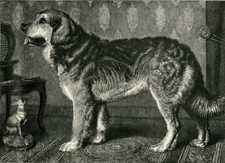 Leonberg Dog