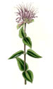Curtis's Botanical Magazine, Floral Londinensis